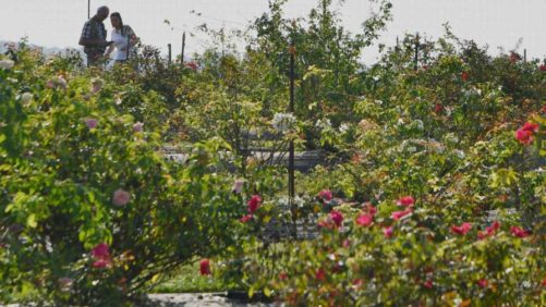 Rose Rosette Update: Research into Detection and Management Continues