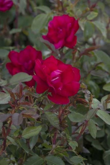 Rosa ‘Grace N' Grit’ (Monrovia)