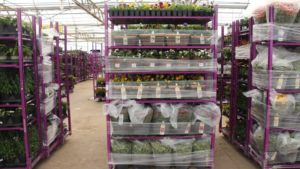 Why Top 100 Grower Seville Farms Is Selling its Assets