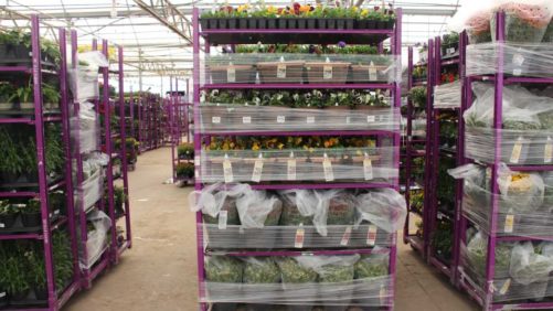 Why Top 100 Grower Seville Farms Is Selling its Assets