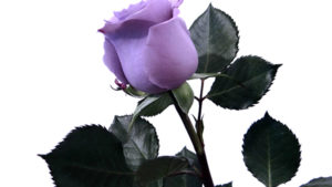 Suntory’s Blue Rose ‘Applause’ Now Available to U.S. Florists