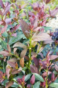 Viburnum ‘Coppertop’ (Southern Living Plant Collection)