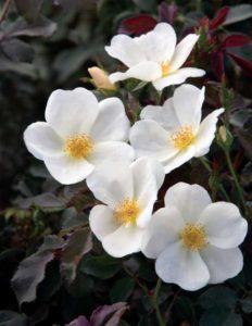 Rosa ‘White Knock Out’ (Star Roses & Plants)