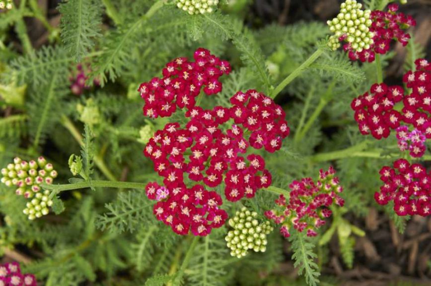 2017 Green Leaf Plants Field Trials
