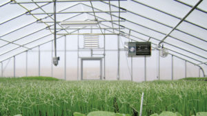 Tips on Adding Heat to Your Greenhouse for the Winter