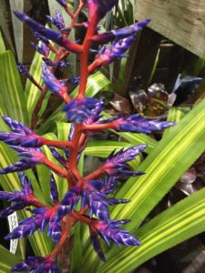 Aechmea x ‘America’ (Bullis Bromeliads)