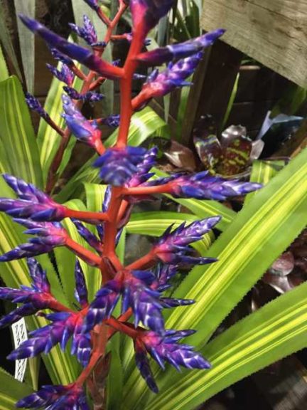 Aechmea x ‘America’ (Bullis Bromeliads)