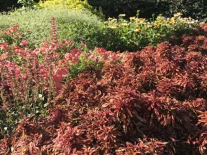 2017 Missouri Botanical Garden Field Trials
