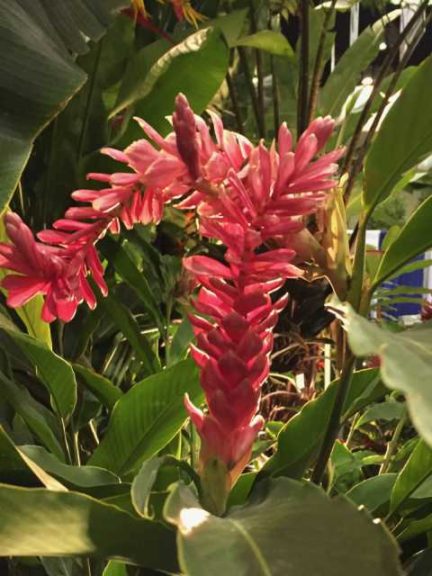 Alpinia purpurata ‘Tomi Pink’ (Excelsa Gardens, Inc.)
