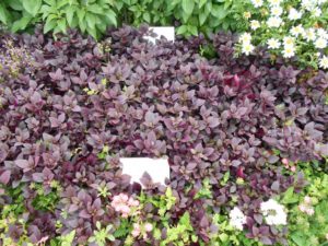 2017 Cornell University Field Trials