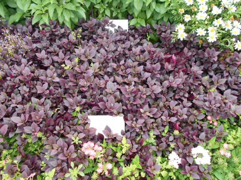 2017 Cornell University Field Trials