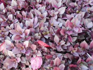 2017 Cornell University Field Trials