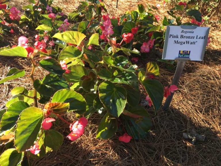 2017 Louisiana State University Field Trials