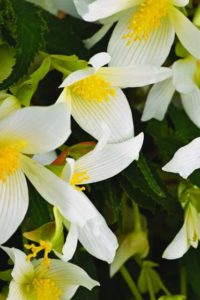 2017 D.S. Cole Growers Field Trials