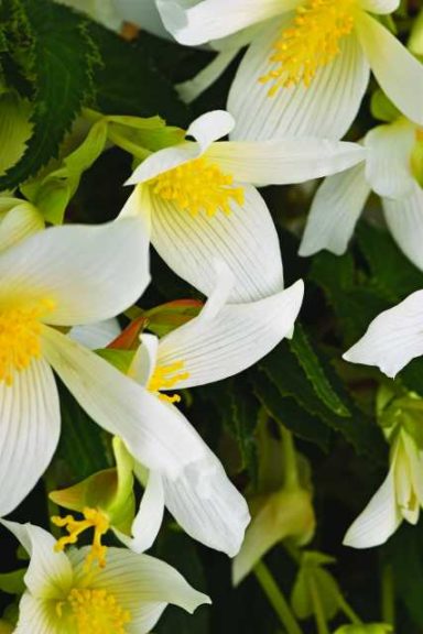 2017 D.S. Cole Growers Field Trials