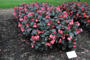 2017 Colorado State University Field Trials