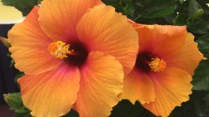 Botany Lane Greenhouses Announces Expansion Into Young Plants