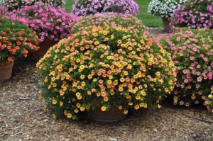2017 Colorado State University Field Trials