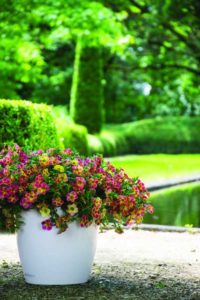 2017 D.S. Cole Growers Field Trials