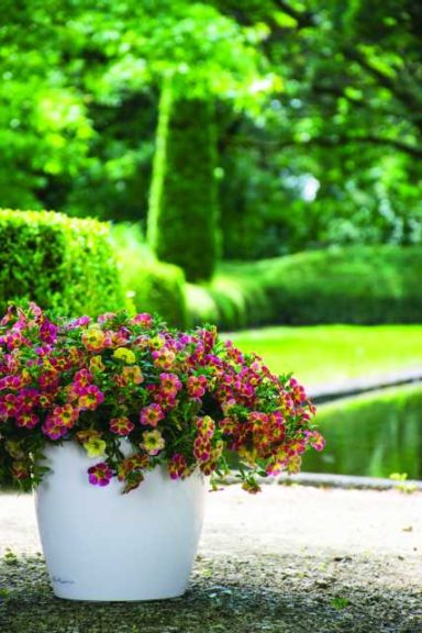 2017 D.S. Cole Growers Field Trials