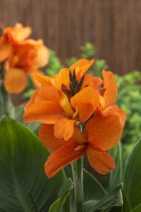 Canna 'South Pacific Orange' (American Takii)