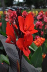 2017 Colorado State University Field Trials