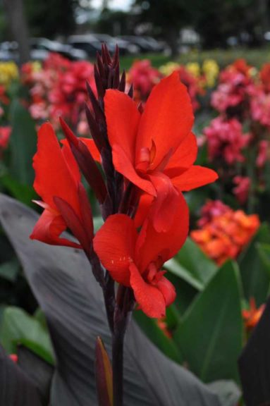 2017 Colorado State University Field Trials