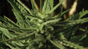 IPM Pointers to Prevent Disease in Greenhouse Cannabis