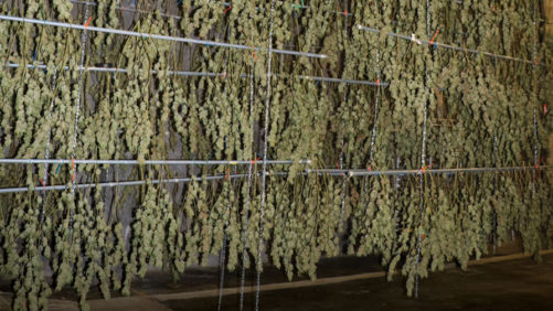 The Intricate Journey of Cannabis From Black Market to Legal-Use