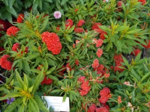 2017 Cornell University Field Trials