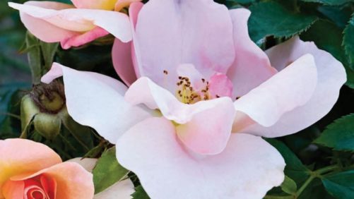 Vineland Research Centre Highlights Latest Greenhouse Research in New Report