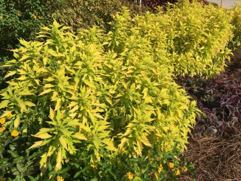 2017 Louisiana State University Field Trials