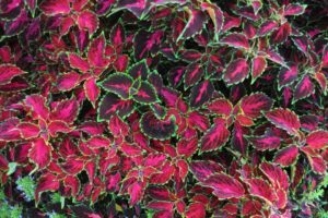 2017 Colorado State University Field Trials