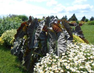 2017 Cornell University Field Trials