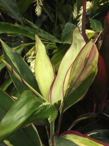 Cordyline ‘Candy Cane’ (Excelsa Gardens, Inc.)