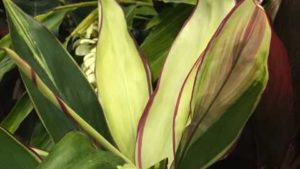 Garden-Retailers Pick Their Favorite Products From The Landscape Show