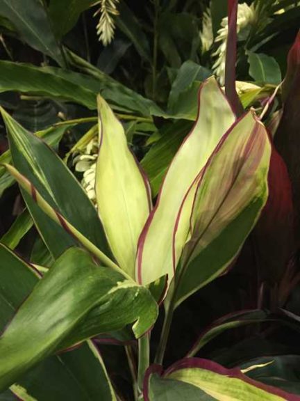 Cordyline ‘Candy Cane’ (Excelsa Gardens, Inc.)
