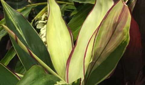 Garden-Retailers Pick Their Favorite Products From The Landscape Show