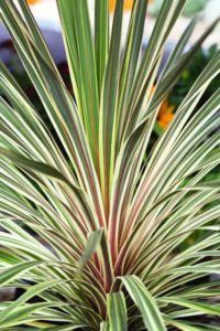 2017 D.S. Cole Growers Field Trials