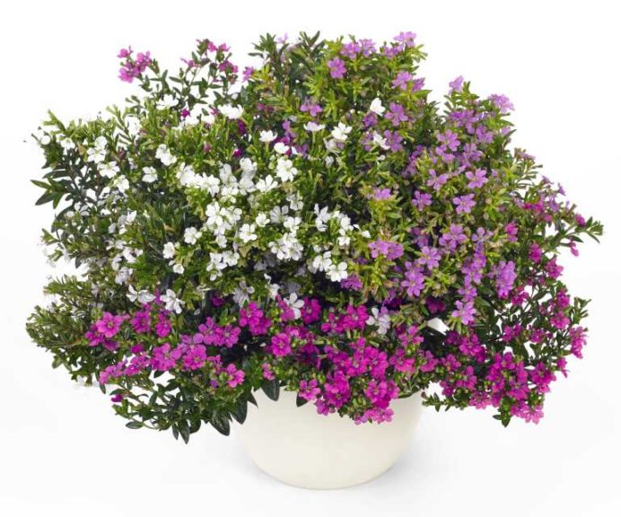 Cuphea ‘FloriGlory Diana’ (Westhoff Flowers)