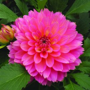 2017 D.S. Cole Growers Field Trials