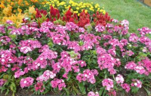 2017 Cornell University Field Trials