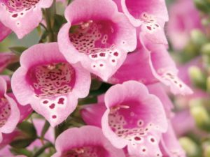 2017 Green Leaf Plants Field Trials