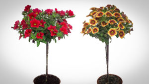 Eason Horticultural Resources Introduces New Decorative Calibrachoa