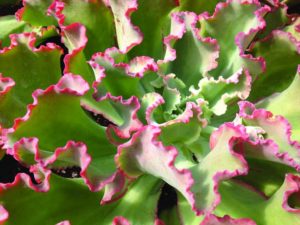 2017 D.S. Cole Growers Field Trials