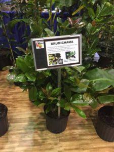 Eugenia brasiliensis ‘Grumichama’ (Hopkins Tropical Fruit Nursery)