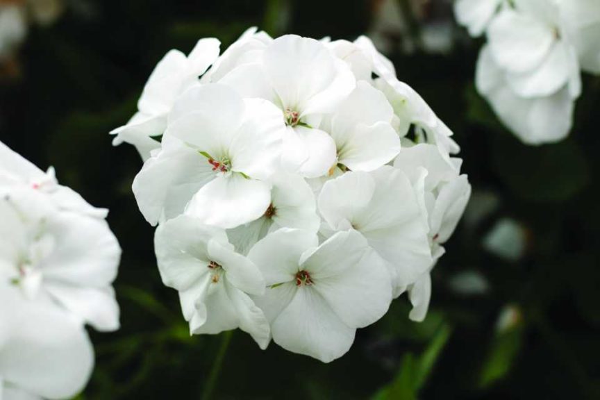 2017 D.S. Cole Growers Field Trials