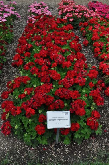 2017 Colorado State University Field Trials