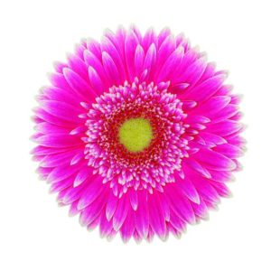 2017 D.S. Cole Growers Field Trials