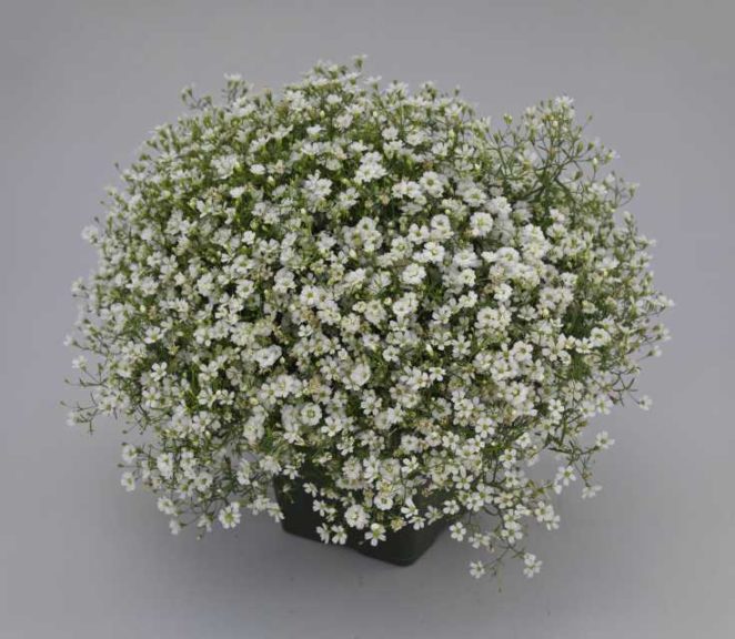 Gypsophila ‘Gypsy White Improved’ (Sakata Ornamentals)
